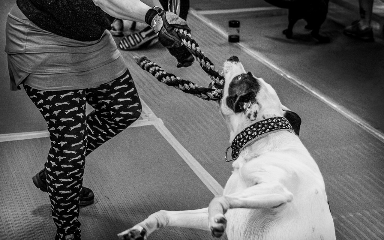 flyball dog and handler