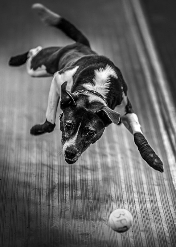 a flyball dog races for his ball