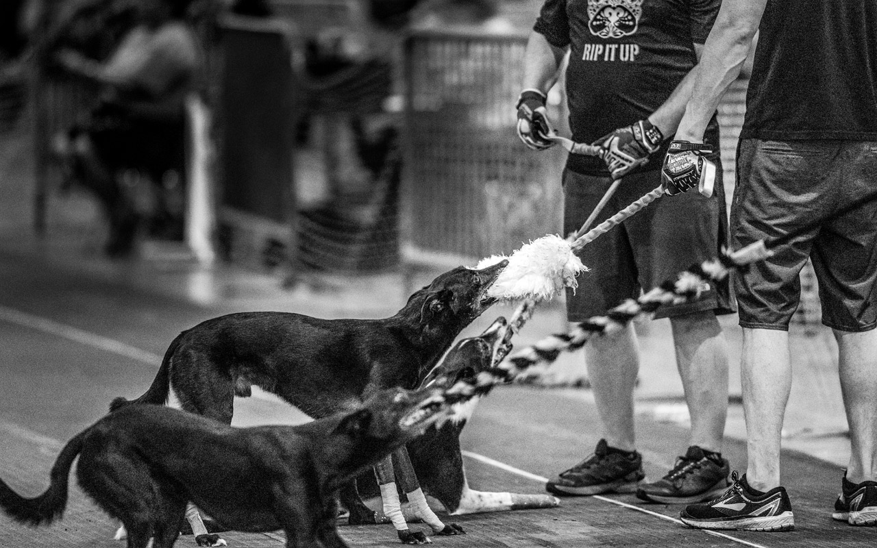 three flyball dogs pulling on thier tug toys