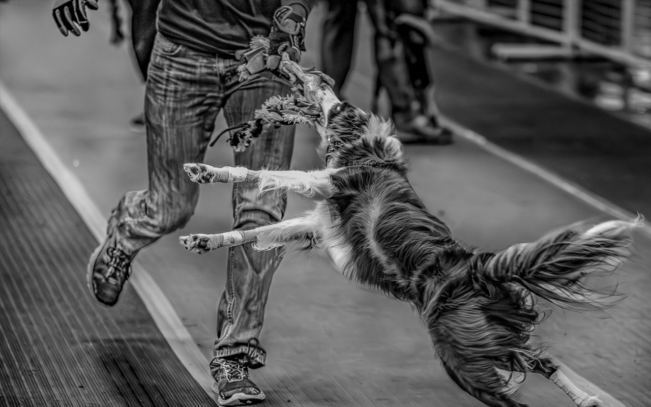 flyball dog being slowed down at the end of a race