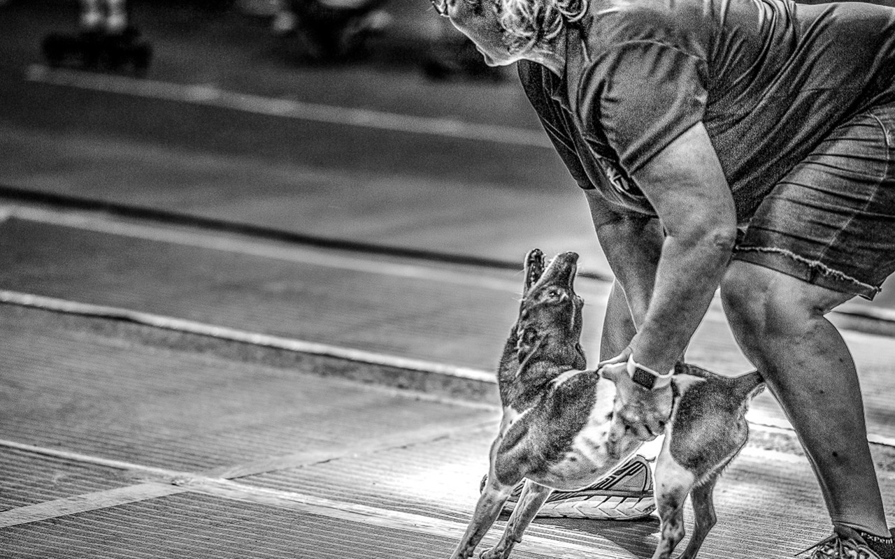 flyball dog howls at the start of a race