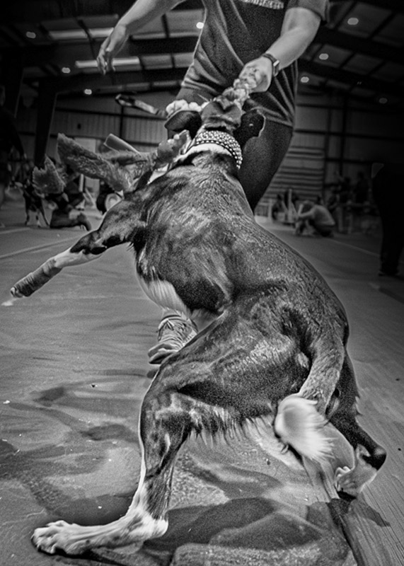 flyball dog pulling on handlers leash