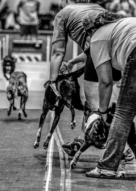 flyball handlers line up to release their dogs at the start of a race